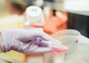 researcher holiday a dish fill with medications