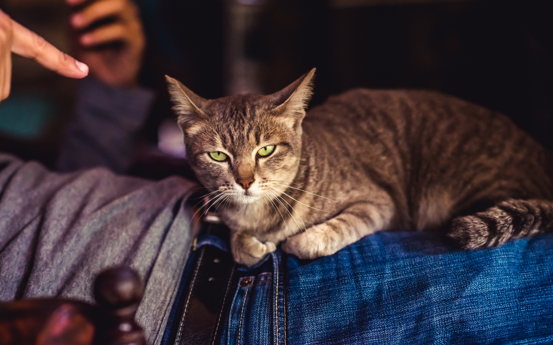 Parkinson’s & Pet Ownership